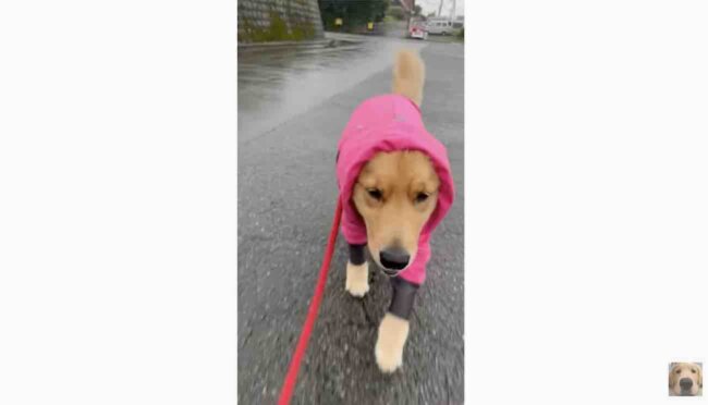 ゴールデンレトリーバー,動画