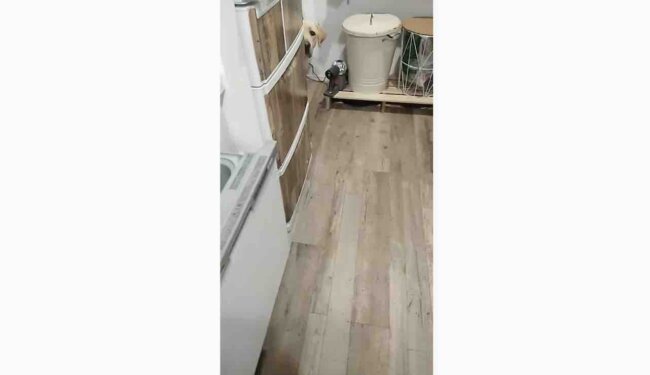 ラブラドールレトリーバー,動画