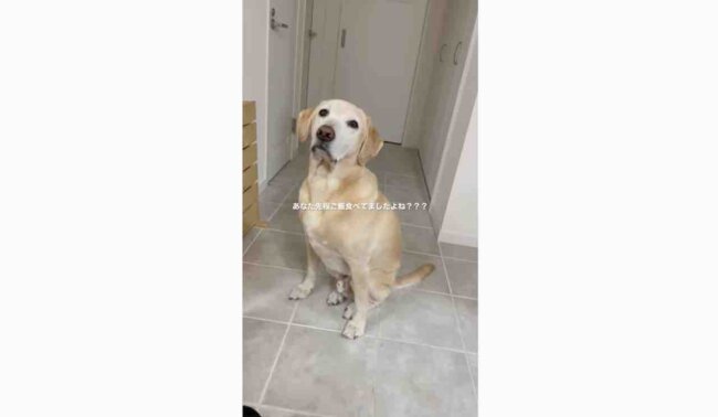 ラブラドールレトリーバー,動画