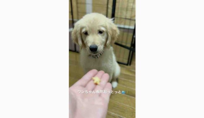 ゴールデンレトリーバー,動画