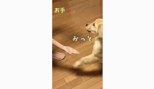 ゴールデンレトリーバー,動画