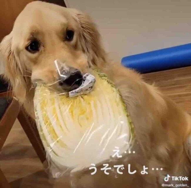 ゴールデンレトリーバー,動画