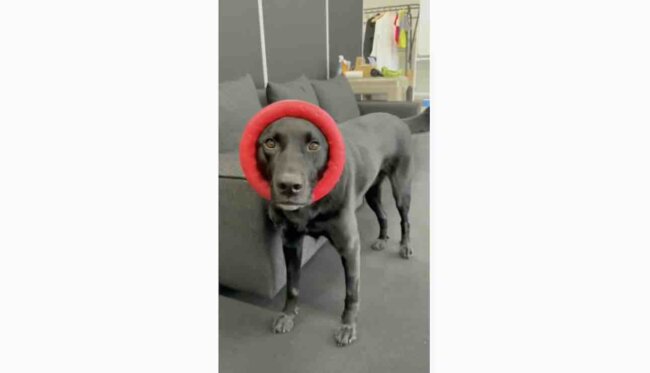 ラブラドールレトリーバー,動画