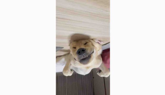 ラブラドールレトリーバー,動画