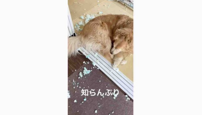 ゴールデンレトリーバー,動画