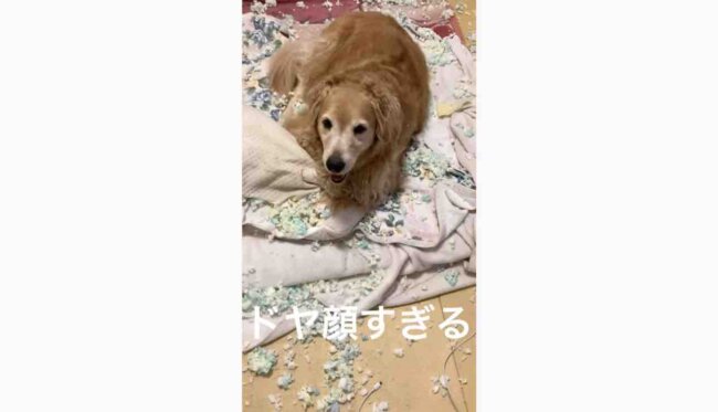 ゴールデンレトリーバー,動画