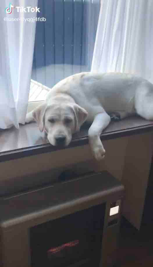 ラブラドールレトリーバー,動画