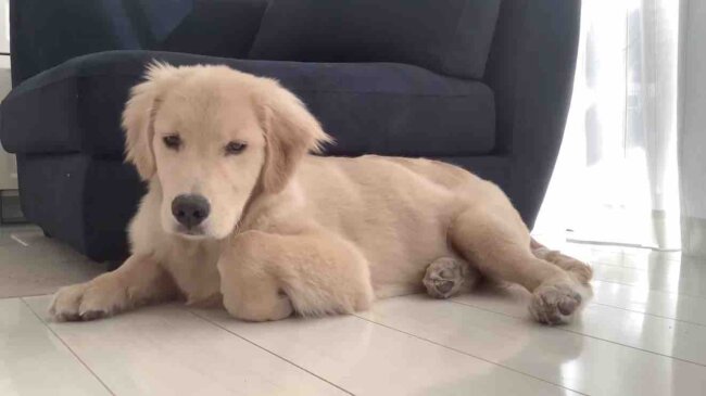 ゴールデンレトリーバー,動画