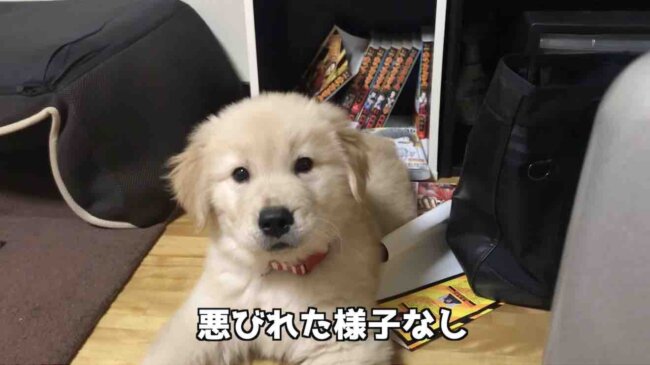 ゴールデンレトリーバー,動画