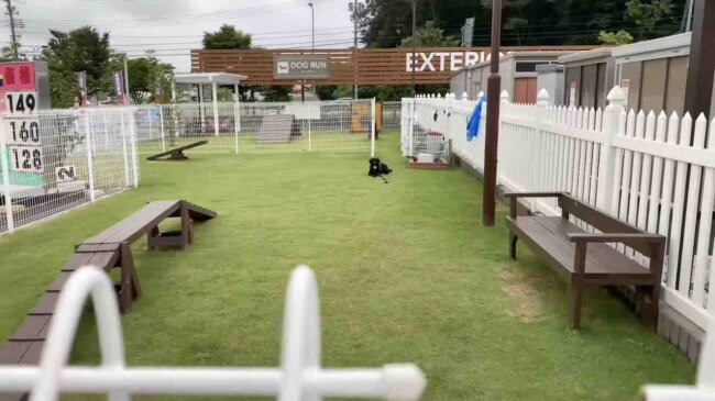 ラブラドールレトリーバー,動画