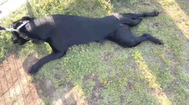 ラブラドールレトリーバー,動画