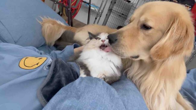 ゴールデンレトリーバー,動画