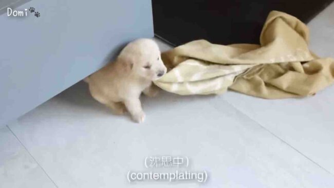 ゴールデンレトリーバー,動画