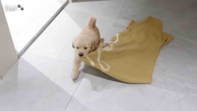 ゴールデンレトリーバー,動画