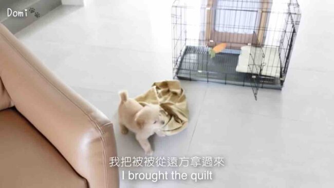 ゴールデンレトリーバー,動画