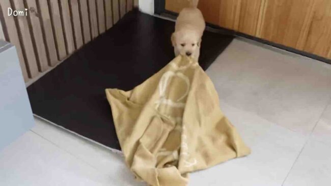 ゴールデンレトリーバー,動画