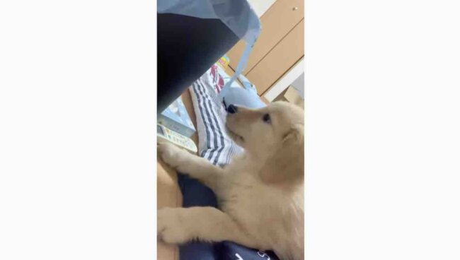 ゴールデンレトリーバー,動画