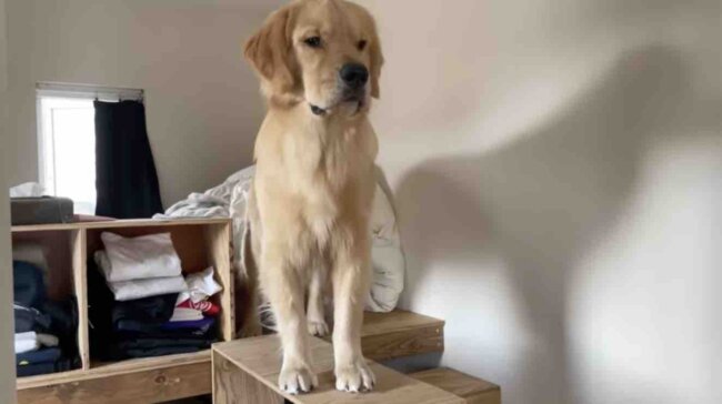 ゴールデンレトリーバー,動画