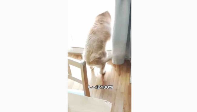 ゴールデンレトリーバー,動画