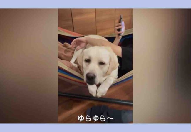 ラブラドールレトリーバー,動画