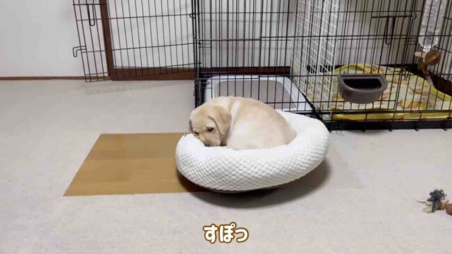 ラブラドールレトリーバー,動画