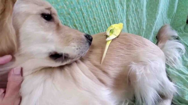 ゴールデンレトリーバー,動画