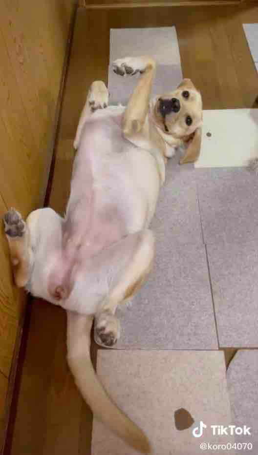 ラブラドールレトリーバー,動画