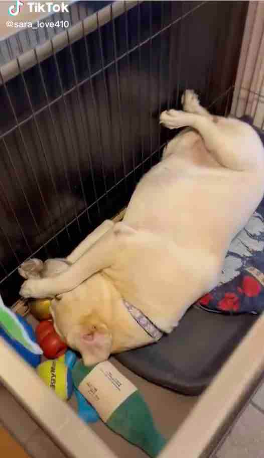 ラブラドールレトリーバー,動画