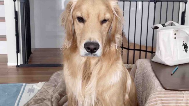 ゴールデンレトリーバー,動画