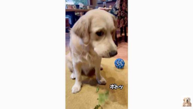 ゴールデンレトリーバー,動画