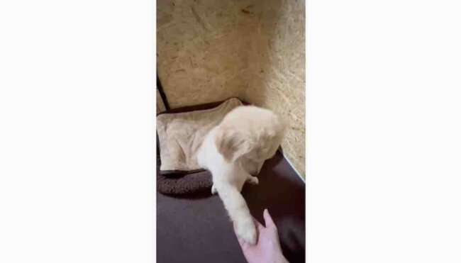 ゴールデンレトリーバー,動画