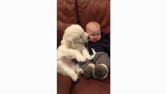 ゴールデンレトリーバー,動画