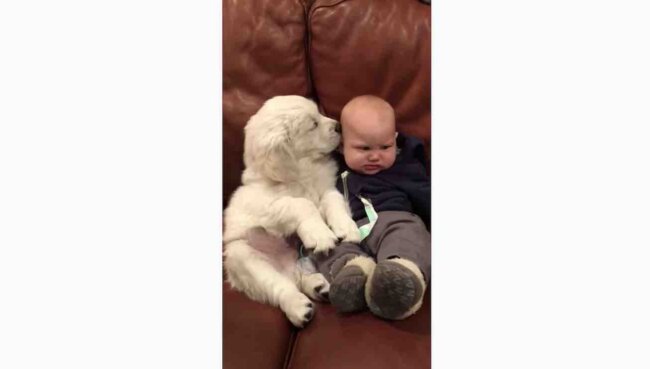 ゴールデンレトリーバー,動画