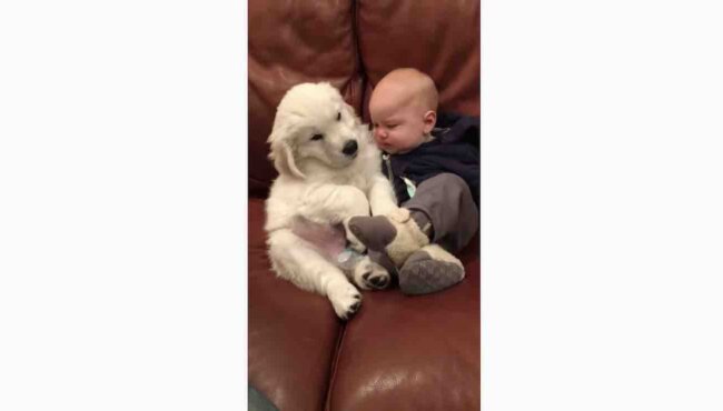 ゴールデンレトリーバー,動画