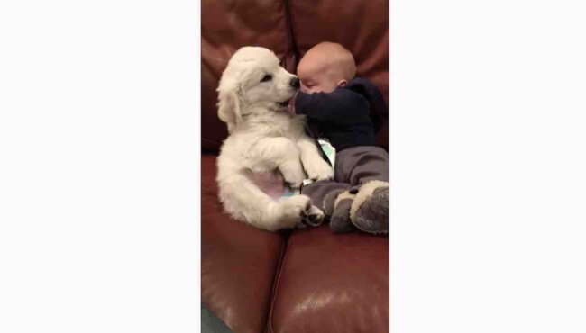 ゴールデンレトリーバー,動画