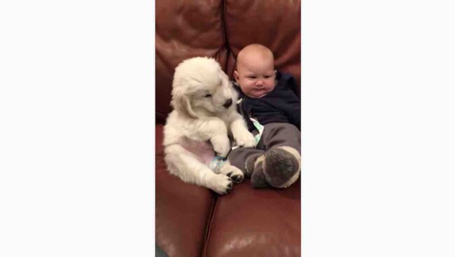 ゴールデンレトリーバー,動画