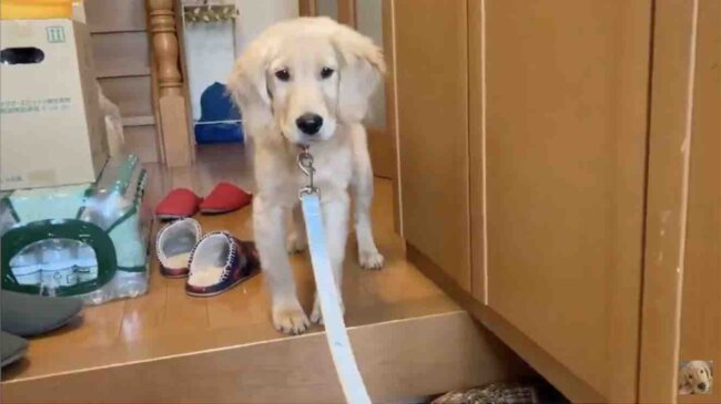 ゴールデンレトリーバー,動画