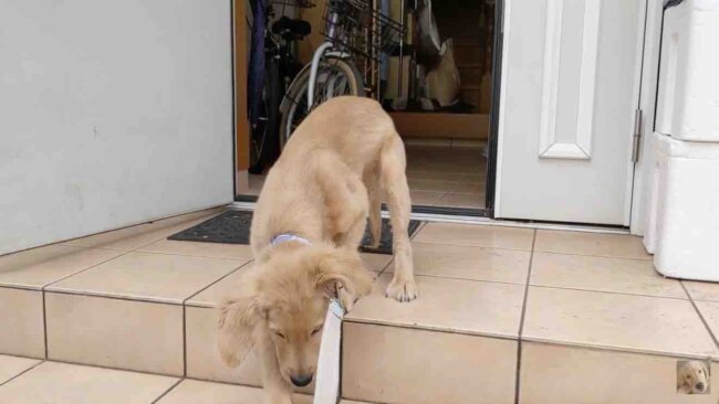 ゴールデンレトリーバー,動画