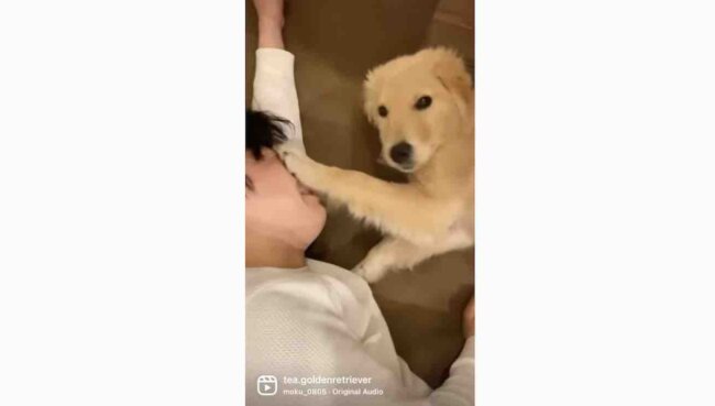 ゴールデンレトリーバー,動画