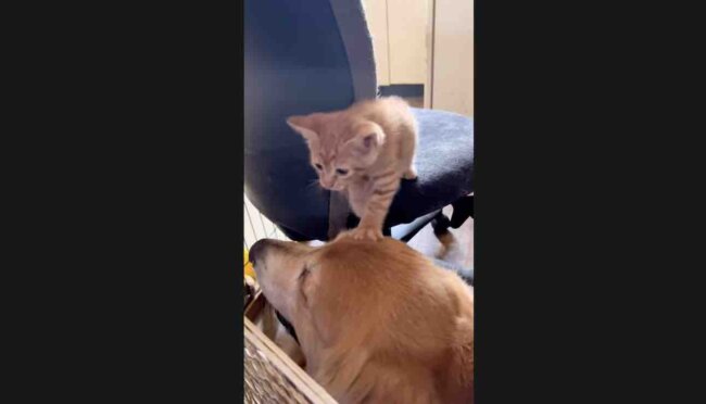 ゴールデンレトリーバー,動画