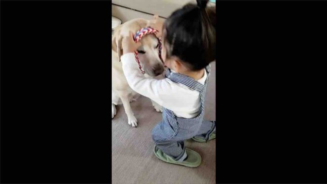 ラブラドールレトリーバー,動画