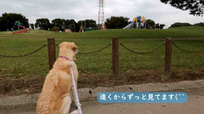 ラブラドールレトリーバー,動画