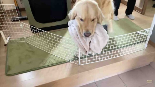 ゴールデンレトリーバー,動画