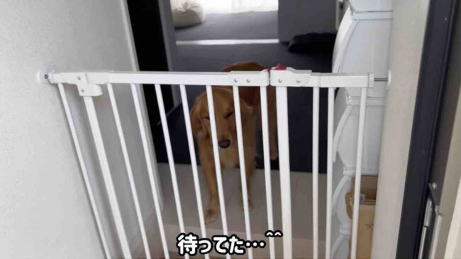 ゴールデンレトリーバー,動画