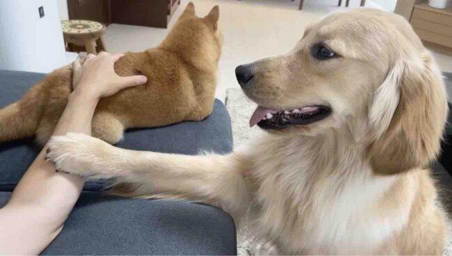 ゴールデンレトリーバー,動画