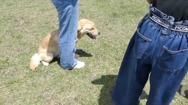 ゴールデンレトリーバー,動画