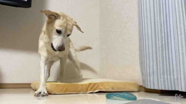 ラブラドールレトリーバー,動画