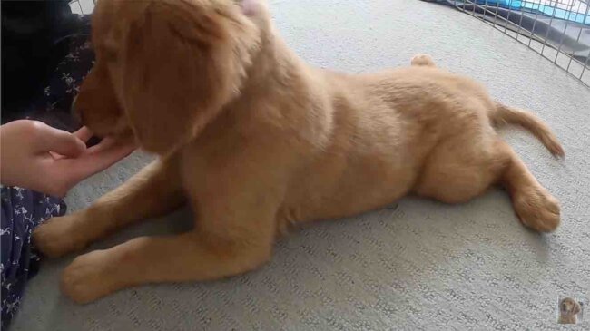 ゴールデンレトリーバー,動画