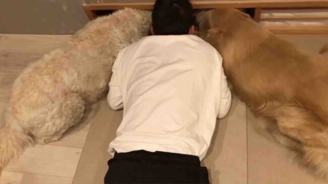 ゴールデンレトリーバー,動画