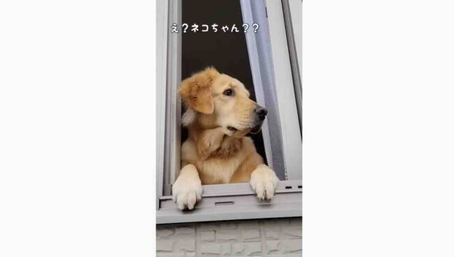 ゴールデンレトリーバー,動画